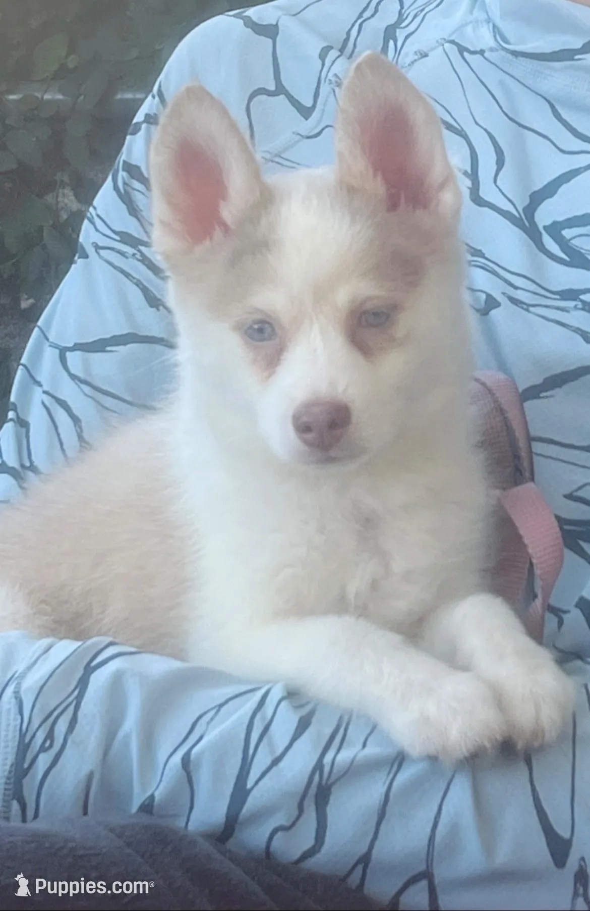 Falcor, a female Pomsky for sale in Los Angeles, CA – Photo 3 of 5
