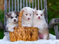 Falcor, a female Pomsky for sale in Los Angeles, CA – Photo 2 of 4