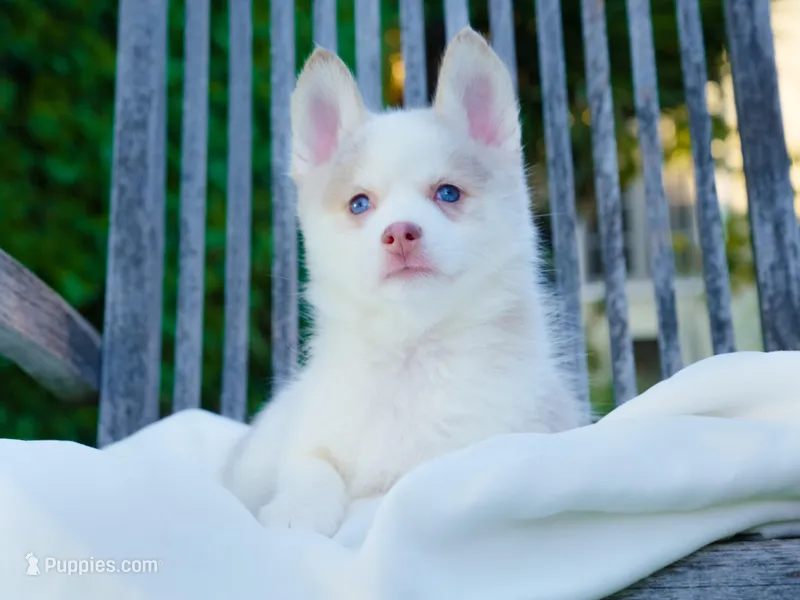 Falcor – Pomsky puppy for sale in Los Angeles, CA