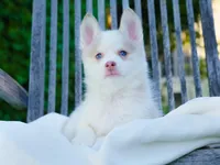 Falcor, a female Pomsky for sale in Los Angeles, CA – Photo 1 of 5