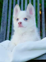 Falcor, a female Pomsky for sale in Los Angeles, CA – Photo 4 of 5