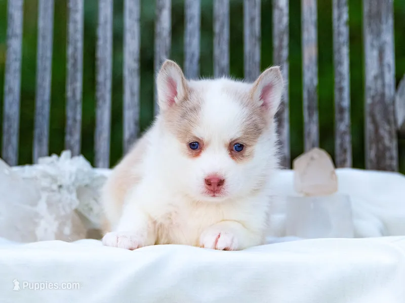 Falcor – Pomsky puppy for sale in Los Angeles, CA