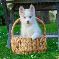 Falcor, a female Pomsky for sale in Los Angeles, CA – Photo 5 of 5