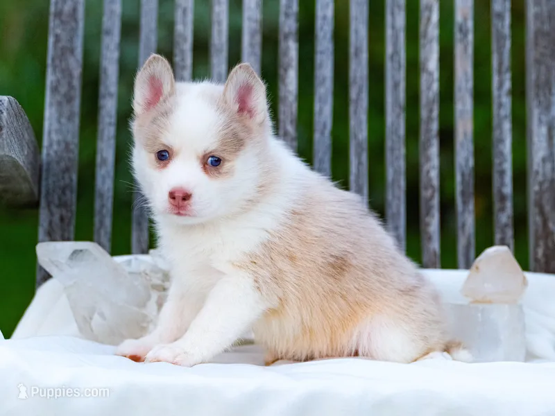 Falcor – Pomsky puppy for sale in Los Angeles, CA