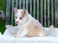Falcor, a female Pomsky for sale in Los Angeles, CA – Photo 4 of 4