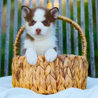 Atreyu, a male Pomsky for sale in Los Angeles, CA – Photo 5 of 7