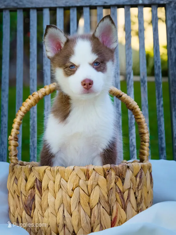 Atreyu – Pomsky puppy for sale in Los Angeles, CA