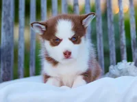 Atreyu, a male Pomsky for sale in Los Angeles, CA – Photo 2 of 7