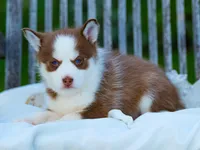 Atreyu, a male Pomsky for sale in Los Angeles, CA – Photo 3 of 7
