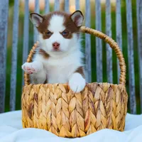 Atreyu, a male Pomsky for sale in Los Angeles, CA – Photo 6 of 7