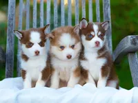 Atreyu, a male Pomsky for sale in Los Angeles, CA – Photo 7 of 7