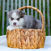 Lil Grey, a male Pomsky for sale in Los Angeles, CA – Photo 4 of 6
