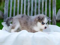 Lil Grey, a male Pomsky for sale in Los Angeles, CA – Photo 3 of 6