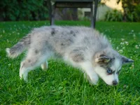 Greyson, a male Pomsky for sale in Los Angeles, CA – Photo 5 of 7
