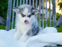 Greyson, a male Pomsky for sale in Los Angeles, CA – Photo 2 of 7