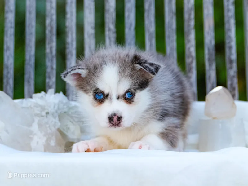 Lil Grey – Pomsky puppy for sale in Los Angeles, CA