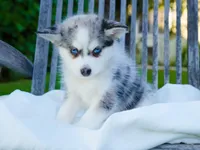 Greyson, a male Pomsky for sale in Los Angeles, CA – Photo 1 of 7