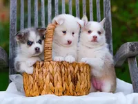 Lil Grey, a male Pomsky for sale in Los Angeles, CA – Photo 6 of 6