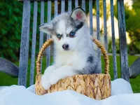 Greyson, a male Pomsky for sale in Los Angeles, CA – Photo 3 of 7