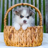 Lil Grey, a male Pomsky for sale in Los Angeles, CA – Photo 2 of 6