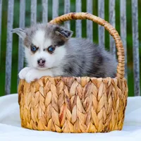 Lil Grey, a male Pomsky for sale in Los Angeles, CA – Photo 5 of 6