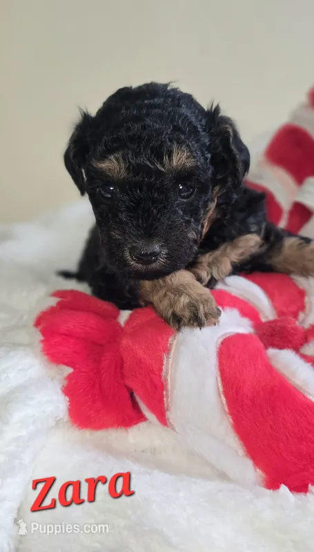 Zara – Poodle - Toy  puppy for sale in Owensboro, KY