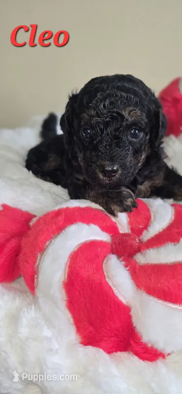 Cleo – Poodle - Toy  puppy for sale in Owensboro, KY