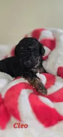 Cleo, a female Poodle - Toy  for sale in Owensboro, KY – 2 of 2