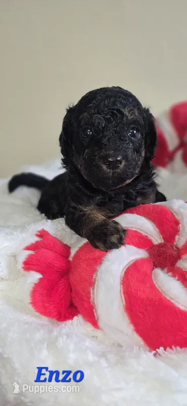 Enzo – Poodle - Toy  puppy for sale in Owensboro, KY