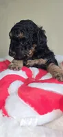 Zara, a female Poodle - Toy  for sale in Owensboro, KY – 2 of 2
