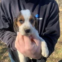 Dora, a female Beagle for sale in Belington, WV – Photo 1 of 2