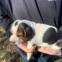 Dora, a female Beagle for sale in Belington, WV – Photo 2 of 2