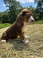 Macey, a female Beagle for sale in New Philadelphia, OH – 4 of 6