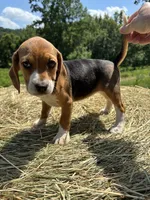 Jackie, a female Beagle for sale in New Philadelphia, OH – 5 of 6