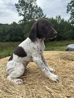 Stella, a female German Shorthaired Pointer for sale in New Philadelphia, OH – 2 of 8