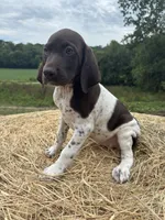 Nellie, a female German Shorthaired Pointer for sale in New Philadelphia, OH – 8 of 8