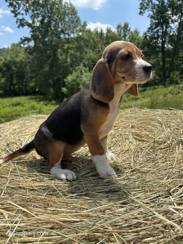 Stella – Beagle puppy for sale in New Philadelphia, OH
