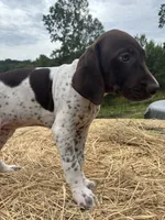 Stella, a female German Shorthaired Pointer for sale in New Philadelphia, OH – 6 of 8