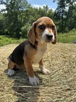 Jackie, a female Beagle for sale in New Philadelphia, OH – 2 of 6