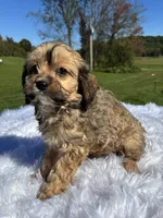 Kurby, a male Cavapoo for sale in New Philadelphia, OH – 4 of 6