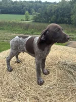 Tonka, a male German Shorthaired Pointer for sale in New Philadelphia, OH – 3 of 7