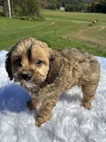 Kurby, a male Cavapoo for sale in New Philadelphia, OH – 6 of 6