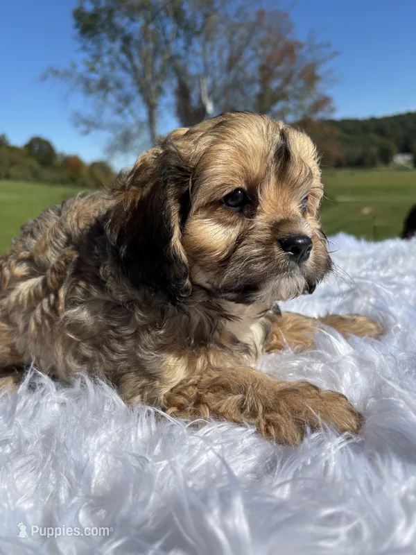 Kurby – Cavapoo puppy for sale in New Philadelphia, OH