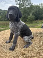 Black Pearl, a female German Shorthaired Pointer for sale in New Philadelphia, OH – 3 of 7