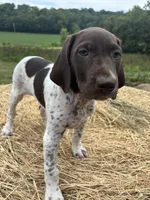 Stella, a female German Shorthaired Pointer for sale in New Philadelphia, OH – 3 of 8