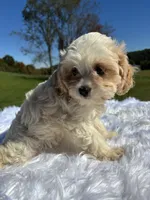 Blondie, a female Cavapoo for sale in New Philadelphia, OH – 3 of 7