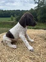 Nellie, a female German Shorthaired Pointer for sale in New Philadelphia, OH – 5 of 8