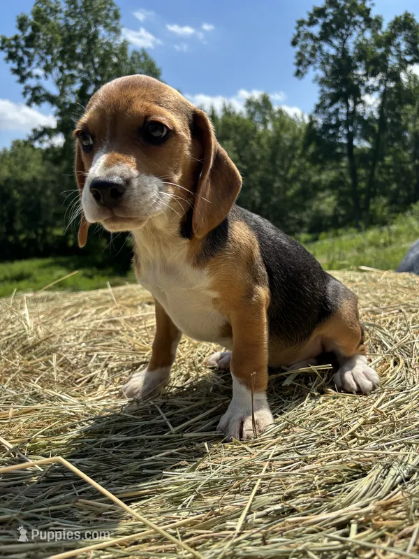 Jackie – Beagle puppy for sale in New Philadelphia, OH