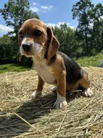 Jackie, a female Beagle for sale in New Philadelphia, OH – 1 of 6