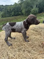 Roxi, a female German Shorthaired Pointer for sale in New Philadelphia, OH – 6 of 6